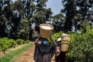 Picking jasmine flowers by hand is tough work but the harvest provides a key income for thousands of people in Egypt. By Mohamed el-Shahed (AFP)