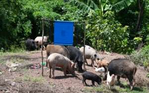 Pigs stand next to a tsetse fly trap, made out of blue screens treated with insecticide. By ISSOUF SANOGO (AFP)