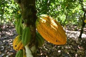 Pod cast: Ivory Coast is the biggest producer of cacao, the raw ingredient for cocoa. But many farmers are impoverished -- beekeeping helps them to top up their income. By Issouf SANOGO (AFP)