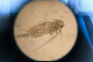 Plankton -- organisms carried on the tides -- are the foundation of the marine food web but also help produce much of the oxygen we breathe and are a crucial part of the global carbon cycle. By DANIEL LEAL-OLIVAS (AFP)
