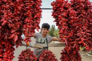 Red peppers drying along the side of the road to the town of Sidi Bouzid in central Tunisia. By ANIS MILI (AFP)