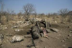 Rhinoceroses have been rushed to near extinction with the demand for their horns, fueled by Asian consumers who believe the keratin has medicinal and aphrodisiac properties. From WIKUS THE LAW (AFP)