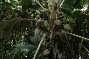 Sailors called it the coco de mer, or sea coconut, as they found them floating in the sea and hadn't seen them grow on land. By Yasuyoshi CHIBA (AFP)