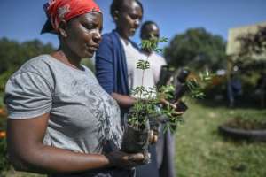 The seed balls contain only native species, mainly varieties of acacia, the classic tree of the East African savannah.  By TONY KARUMBA (AFP)