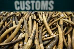 Seized elephant ivory tusks in Hong Kong. By Anthony WALLACE (AFP/File)