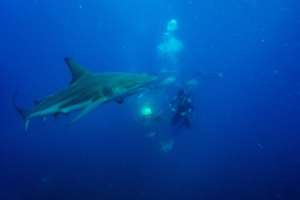 Sharks mostly eat smaller fish and other marine animals, rather than pursuing human swimmers. By Michele Spatari (AFP)