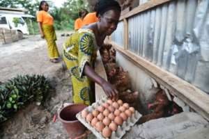 Shell business: A producer at the CAYAT cooperative gathers eggs from a chicken farm financed by money from fair-trade cocoa..  By SIA KAMBOU (AFP)