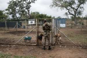 The Kruger National Park in South Africa says that its detection technologies, detection dogs and surveillance aircraft have an impact in anti-poaching. From WIKUS THE LAW (AFP)