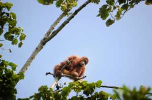 Sumatran Orangutans, like this one picture in Aceh province in May 2016, are critically endangered according to the International Union for Conservation of Nature