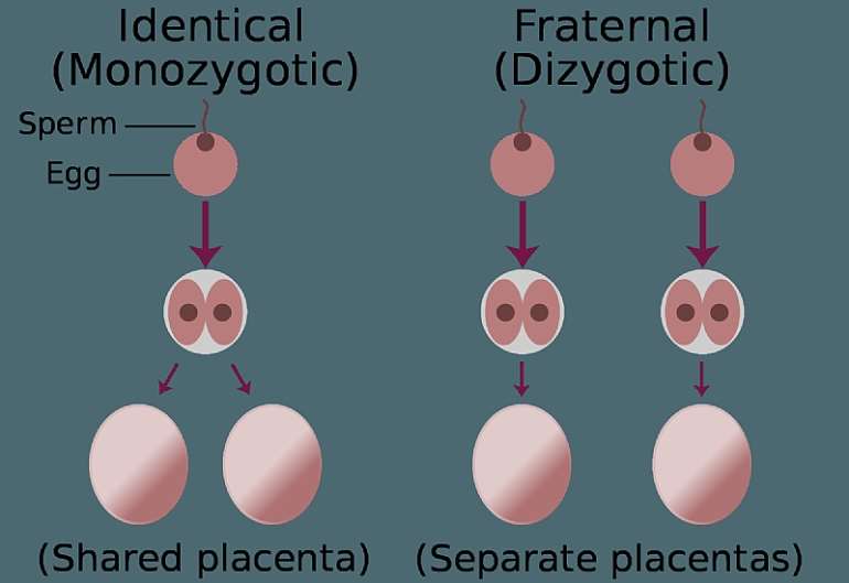 How to get pregnant with TWINS