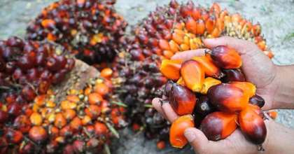 The Palm Oil Miracle: Protect the Heart, Brain & Improves Skin and Hair Health….