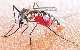 At The Crossroad Of Malaria Control