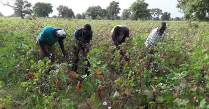 Alliance For Science Ghana Takes On Agric Minister Over GMO Comments