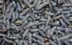 Black Soldier Fly: A Game Changer for Sustainable Agriculture in Ghana