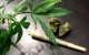 Oral Ingestion of Marijuana: A Promising Treatment for Malaria, Chronic Pain, and Sleep Disorders