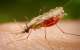 Malaria Endemic