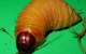 Covid-19: Akokoro(Sago Worms) and Dawadawa Boost Your Immune System; comparable to an egg protein