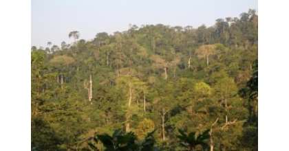 Asewa Forest Is