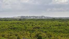 This picture taken on June 18, 2019 shows a pristine mangrove forest neighbouring Manda island near the resort town of Lamu where life has changed little over the centuries in this part of Kenyas north coast, - AFP - TONY KARUMBA
