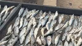 FDA confiscates fish processed under unhygienic conditions after viral video at Tema Newtown