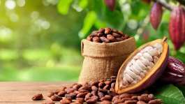Cocobod releases GH¢2.6 billion to LBCs to settle cocoa farmers