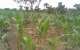 High Fertilizer Prices and Drought Will Force The Poor Maize Farmer to Buy Maize to Feed His Family