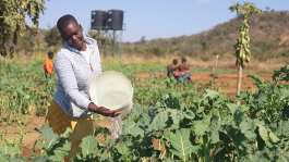 Mutekwatekwa community garden in Mutare, Zimbabwe, is shared by 50 farmers, including 32-year-old Berita Numbi. -  Farai Shawn Matiashe