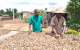 Sustainability Initiatives In The Cocoa Industry