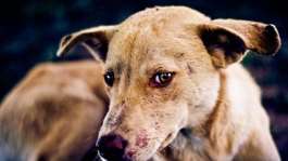 Ashanti Region records increase in rabies cases; one death