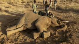 The mystery affliction has killed at least 19 elephants, mostly females or young males, since June in Kenya.  By SIMON MAINA (AFP)