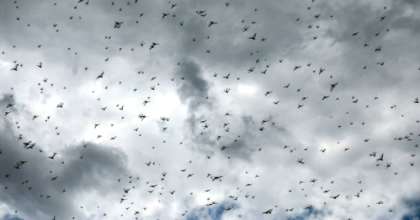 The UN's Food and Agriculture Organization (FAO) says the Horn of Africa is facing its worst locust threat in a quarter of a century. By Mohammed HUWAIS (AFP)