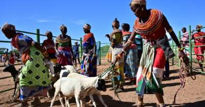 Traditional Samburu tribeswomen gather their goats to sell at Merille livestock market, some 411km north of Nairobi in Kenya's Marsabit county. By TONY KARUMBA (AFP)