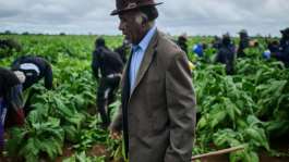 Zimbabwe is Africas leading producer of tobacco.  By Zinyange Auntony (AFP)