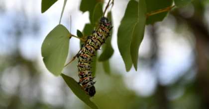 A historic drought has led to a shortage of edible mopane caterpillars in Botswana. By Monirul Bhuiyan (AFP)