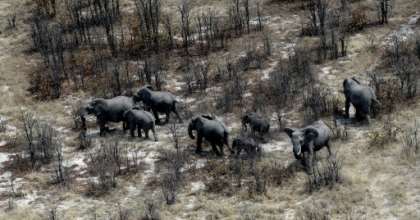Botswana said it was overturning a 2014 ban introduced to reverse a decline in the elephant population with ruling party lawmakers claiming wild animal numbers have become unmanageable. By MONIRUL BHUIYAN (AFP/File)