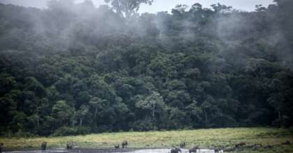 Gabon is heavily forested and the timber industry is hugely important for the economy. By Amaury HAUCHARD (AFP/File)