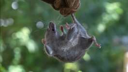 Hantaviruses are spread by rodents, in particular through contact with their droppings, urine or saliva.  By MIGUEL MEDINA (AFP/File)