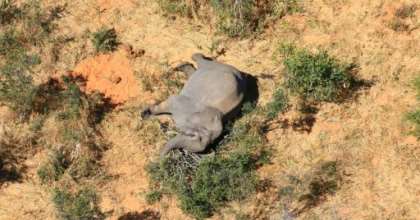 Hundreds of elephants have been found dying (picture courtesy of National Park Rescue). By - (NATIONAL PARK RESCUE/AFP)