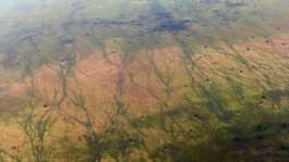 One million animals -- including antelopes -- migrate through the South Sudanese site each year, leaving scars visible from the sky.  By TONY KARUMBA (AFP)