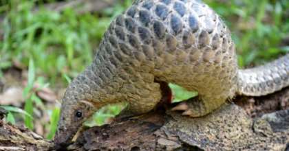 Pangolins are critically endangered and have long been protected, but they are sold in the markets of the capital Libreville and their meat is popular. By ROSLAN RAHMAN (AFP/File)
