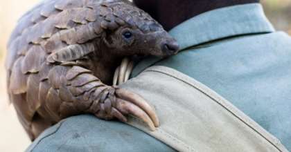 Animal Campaigners Call On WHO For Global Ban Of Wildlife Markets To Save Human Lives