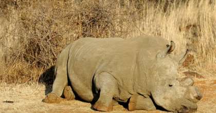Poachers are hunting rhinos in Botswana and South Africa for their horns which are wrongly believed to have medical value. By STEPHANE DE SAKUTIN (AFP/File)