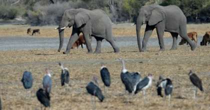 Protection row: Botswana has introduced new rules enabling elephants to be hunted legally. By MONIRUL BHUIYAN (AFP)