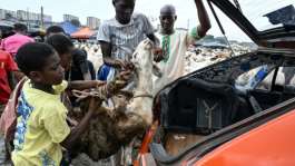 Prices for sheep have shot up in Ivory Coast as animals have been harder to come by.  By Issouf SANOGO (AFP)
