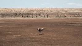 Somalia drought: An emaciated cow stands on a dried-up lake at Iresteno, a town near the Ethiopian border.  By Yasuyoshi CHIBA AFP
