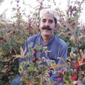 Abbas Sardarzehi