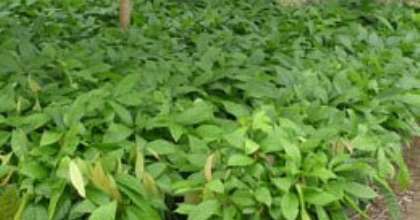 Africa’s Seed Problem Persist Amid Nigeria Based Company Leading Quality Seeds Ranking