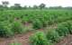 37 of Ghanas Farmland Recolonized